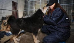 娱乐圈爆料流浪狗被抓,流浪狗被抓引发关注，背后真相令人唏嘘